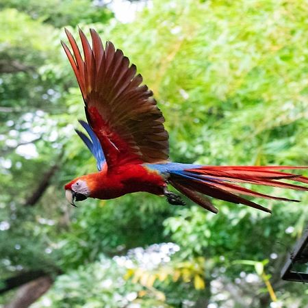 Jungle Lodge At Wild Sun Rescue Center Cabuya  المظهر الخارجي الصورة