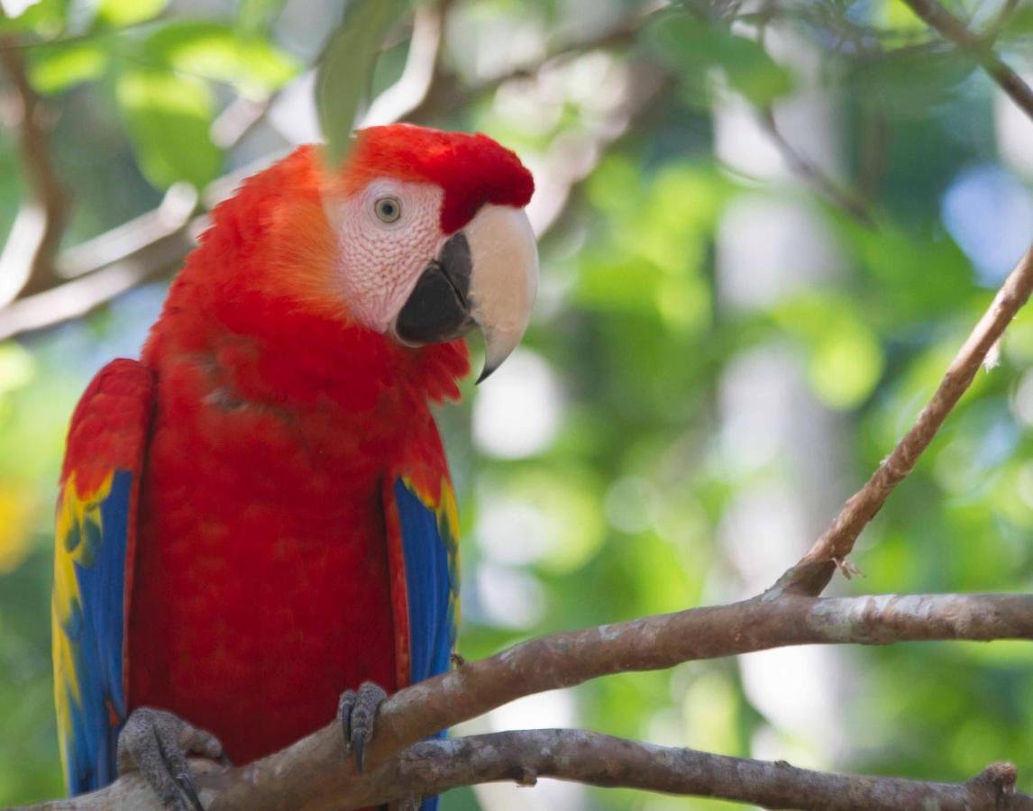 Jungle Lodge At Wild Sun Rescue Center Cabuya  المظهر الخارجي الصورة