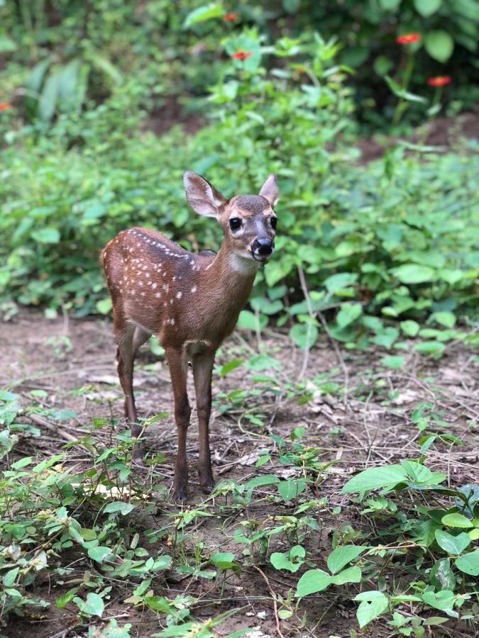 Jungle Lodge At Wild Sun Rescue Center Cabuya  المظهر الخارجي الصورة