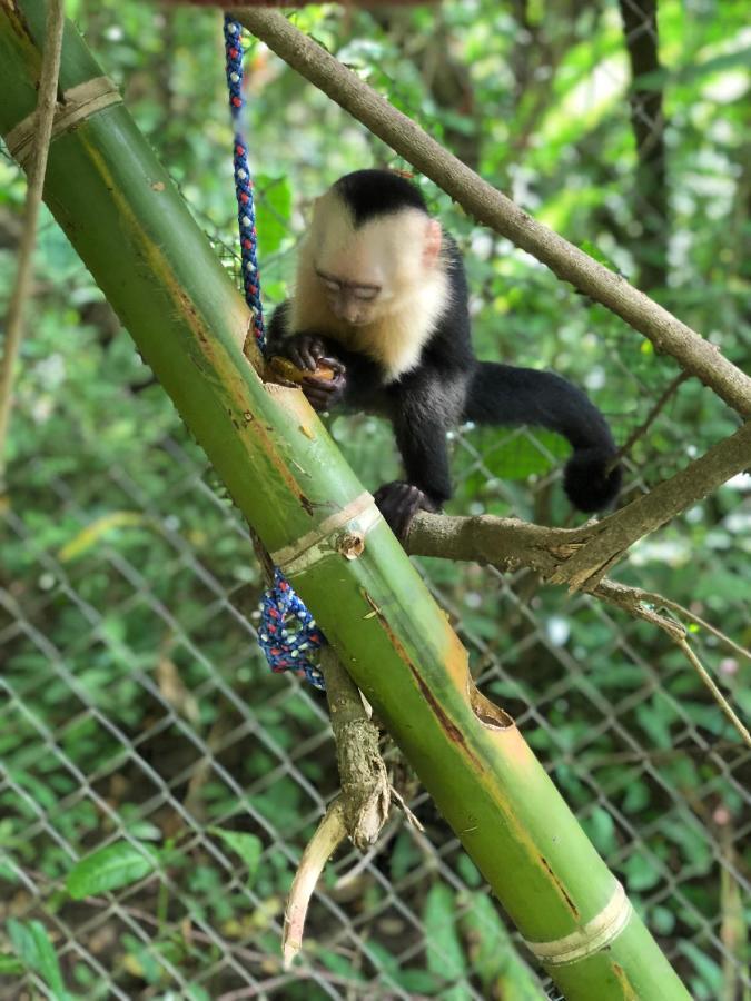 Jungle Lodge At Wild Sun Rescue Center Cabuya  المظهر الخارجي الصورة