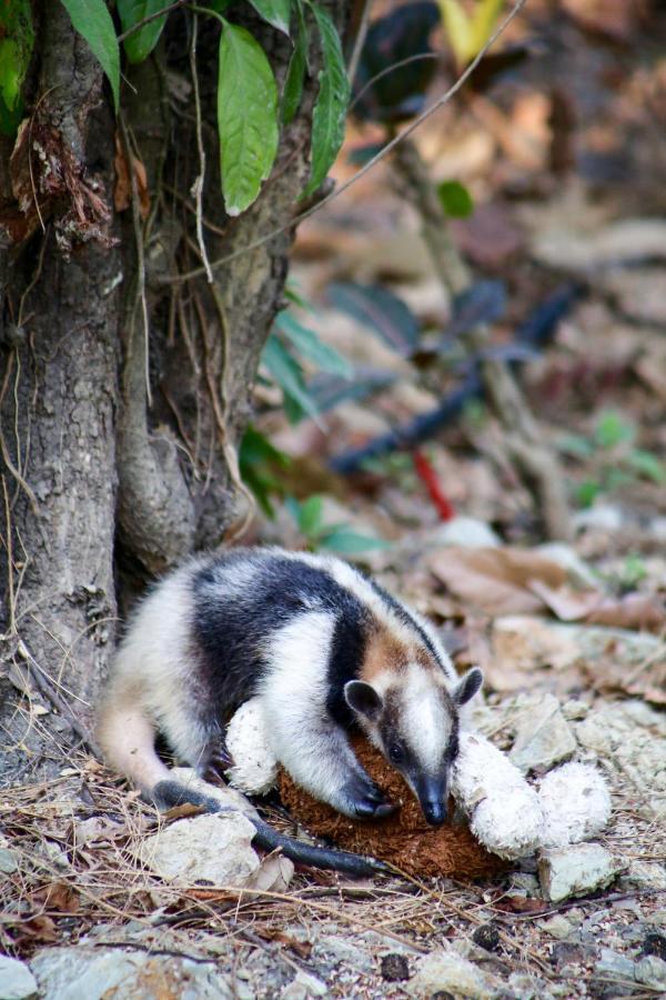 Jungle Lodge At Wild Sun Rescue Center Cabuya  المظهر الخارجي الصورة