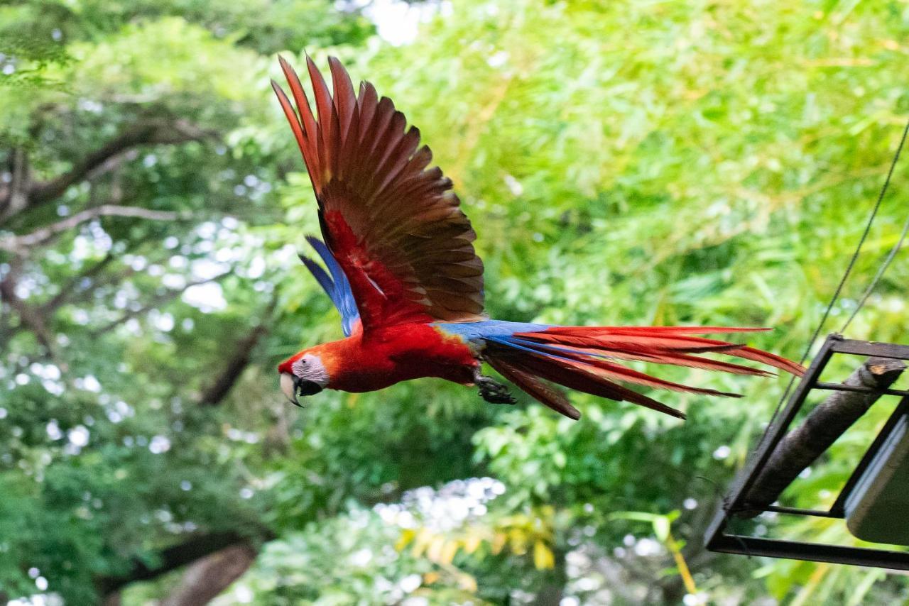 Jungle Lodge At Wild Sun Rescue Center Cabuya  المظهر الخارجي الصورة